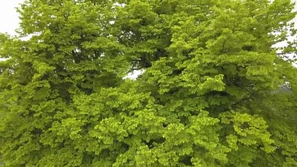 夏に村に自生する大きな緑の木の空中風景 — ストック動画