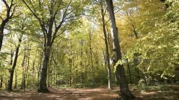 Forêt Automne Aux Feuilles Orange Vif Jaune Bois Denses Par — Video