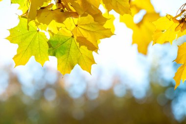 Parlak sarı ve kırmızı akçaağaç yapraklarını sonbahar parkında canlı ve bulanık arka planda sonbahar ağacı dallarına yakın tut..