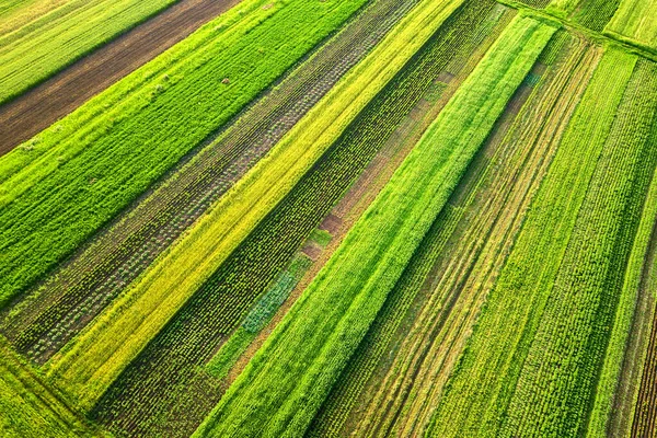 Vista Aérea Campos Agrícolas Verdes Primavera Con Vegetación Fresca Después —  Fotos de Stock