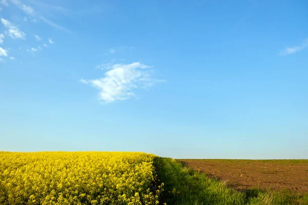 Krajina Kvetoucí Žlutou Řepkou Zemědělské Pole Modrá Jasná Obloha Jaře — Stock fotografie