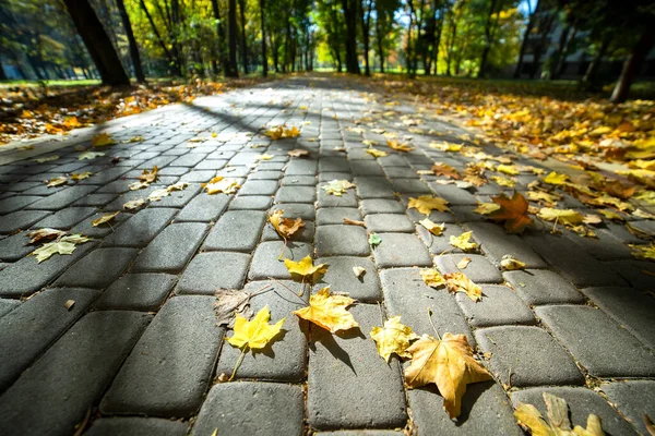 Close up of big yellow maple leaves laying on pedestrian sidewalk in autumn park.