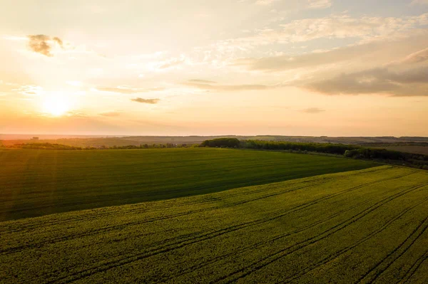 Vue Aérienne Champ Agricole Vert Vif Avec Des Plants Colza — Photo