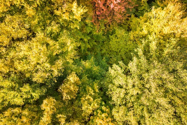 Von Oben Nach Unten Luftaufnahme Grüner Und Gelber Kronen Herbstwald — Stockfoto