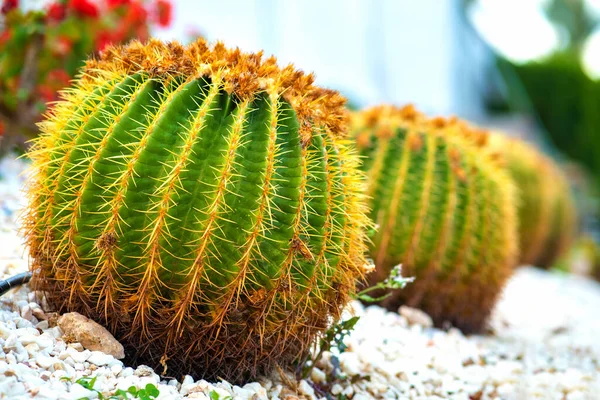 Grön Rund Tropisk Kaktus Växter Med Skarpa Ryggar Växer Mark — Stockfoto