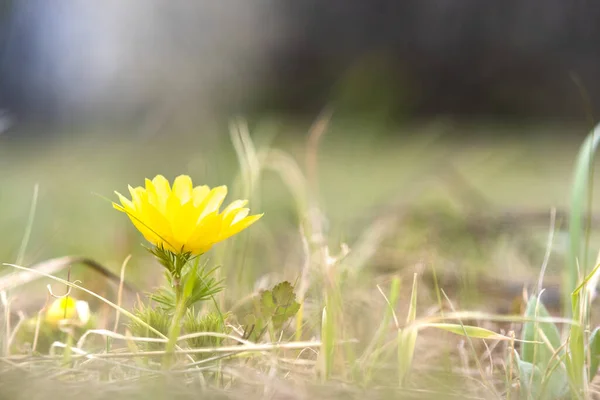 Primer Plano Pequeña Flor Silvestre Amarilla Floreciendo Campo Primavera Verde — Foto de Stock