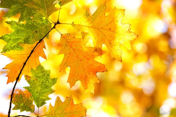 Close Bright Yellow Red Maple Leaves Fall Tree Branches Vibrant Stock Picture