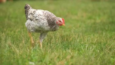 Evcil tavuk yeşil çimlerde yürüyor kırsal eko çiftliğiyle besleniyor.