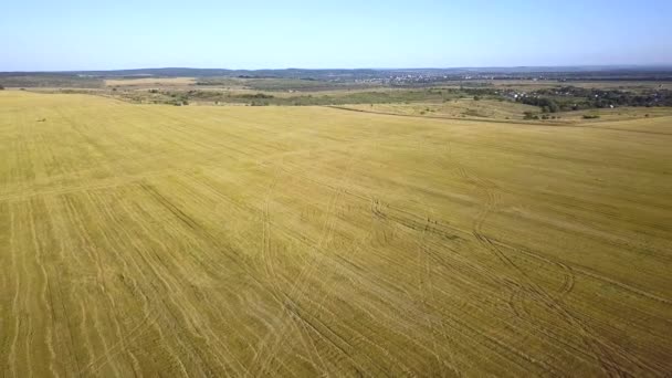 夏の終わりに収穫された黄色の農業コムギ畑の空中ビュー — ストック動画