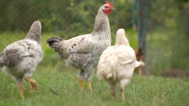 Binnenlandse Kip Die Groen Gras Loopt Zich Voedt Een Landelijke — Stockvideo