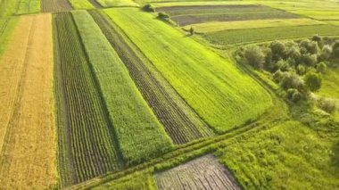 Tohum ekme mevsiminden sonra taze bitki örtüsüyle ilkbaharda yeşil tarım alanlarının havadan görünüşü.