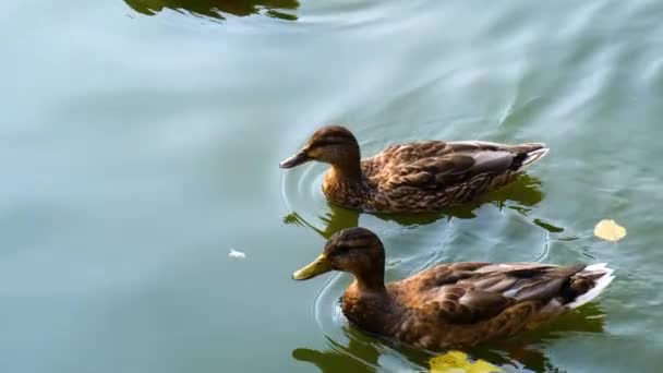 Anatre Selvatiche Che Nuotano Acqua — Video Stock