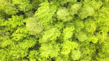 Rüzgarda sallanan yaz ağaçlarının gölgeleriyle yeşil ormanın havadan görünüşü.