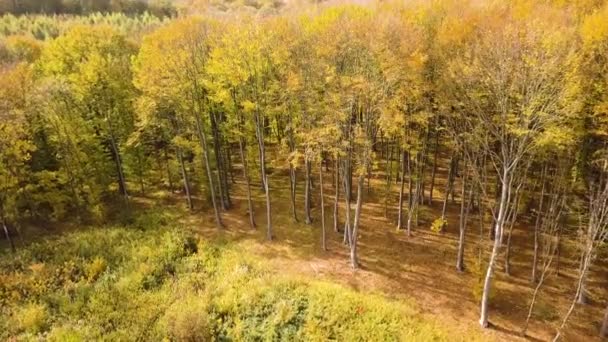 Foresta Autunnale Con Foglie Arancio Giallo Brillante Boschi Densi Nel — Video Stock