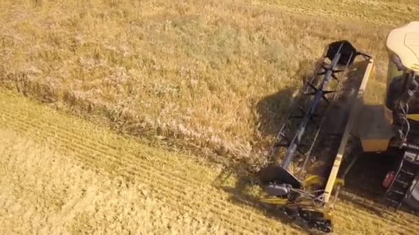 Vista Aérea Cosechadora Cosechadora Cosechadora Gran Campo Trigo Maduro — Vídeos de Stock