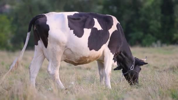 Pâturage Vaches Domestiques Dans Les Pâturages Agricoles Avec Herbe Verte — Video