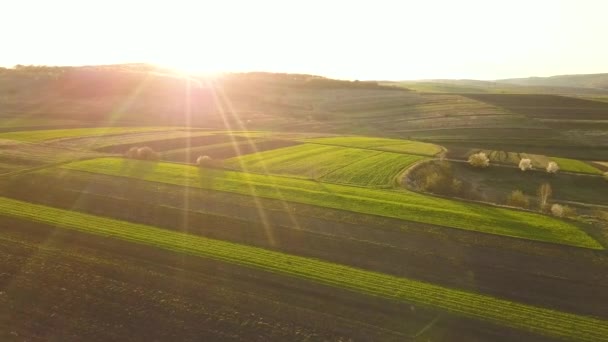 Letecký Pohled Zelená Zemědělská Pole Jaře Čerstvou Vegetací Výsevu Teplém — Stock video