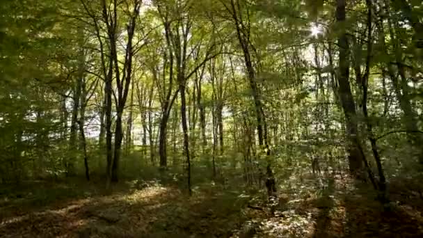Parlak Turuncu Sarı Yapraklı Sonbahar Ormanı Güneşli Sonbahar Havasında Sık — Stok video