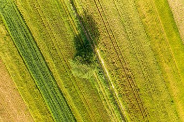 Baharda yeşil tarım arazilerinde yalnız büyüyen tek bir ağacın havadan görünüşü. Tohum ekme mevsiminden sonra sıcak ve güneşli bir günde taze bitki örtüsüyle birlikte..