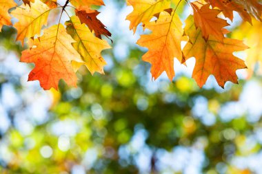 Parlak sarı ve kırmızı akçaağaç yapraklarını sonbahar parkında canlı ve bulanık arka planda sonbahar ağacı dallarına yakın tut..