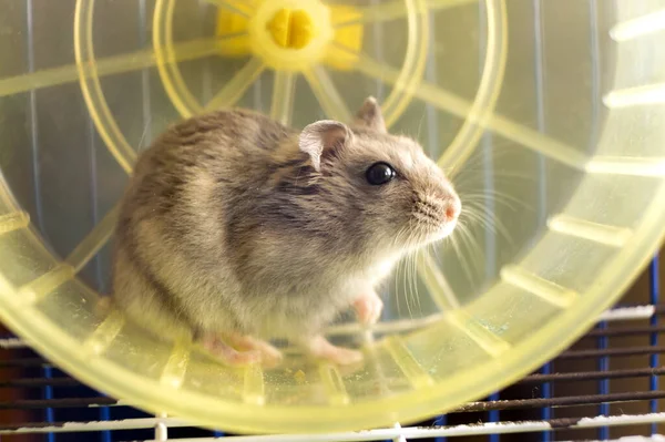 Kleine Graue Dschungelhamsterratte Gelbem Käfig — Stockfoto