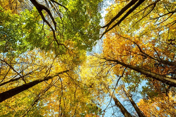 纵观秋林 色泽鲜橙 阳光充足的秋天里 茂密的树林里有厚厚的遮阳篷 — 图库照片