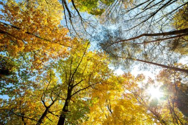 Parlak turuncu ve sarı yapraklı sonbahar ormanı manzarası. Güneşli sonbahar havasında sık gölgelikleri olan sık ağaçlar..