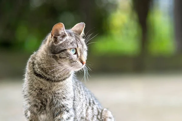 夏の通りに屋外に座ってかわいい灰色の縞模様の猫 — ストック写真