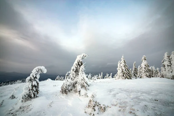 Мужній Зимовий Пейзаж Ялинових Дерев Глибоким Білим Снігом Холодних Заморожених — стокове фото