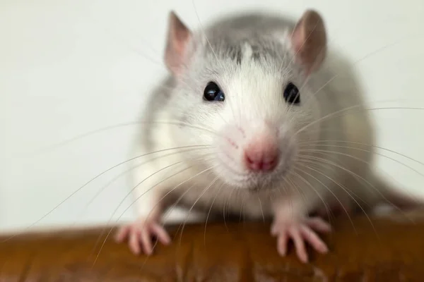 Gros Plan Drôle Rat Domestique Blanc Avec Longs Moustaches — Photo