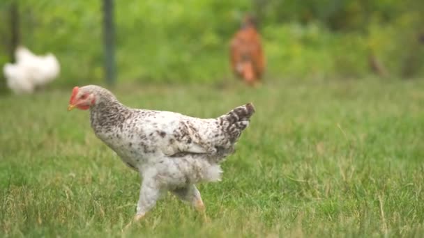 Pollo Doméstico Caminando Sobre Hierba Verde Alimentándose Eco Granja Rural — Vídeos de Stock