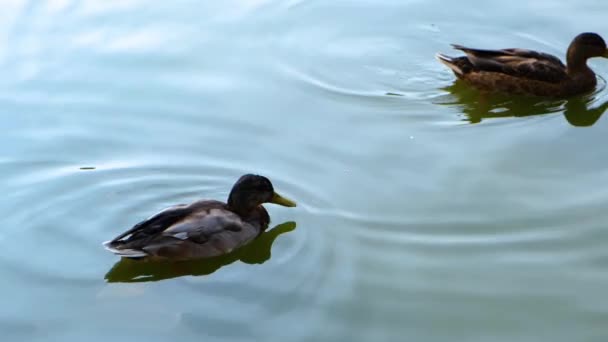 Canards Sauvages Nageant Dans Eau — Video