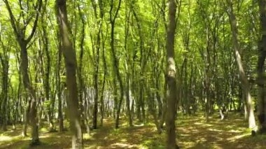 Yoğun yeşil yaz ormanı. Uzun ağaçlar ve sabah güneşi var..