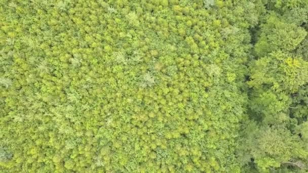 Veduta Aerea Della Foresta Verde Con Tettoie Alberi Estivi Ondeggianti — Video Stock