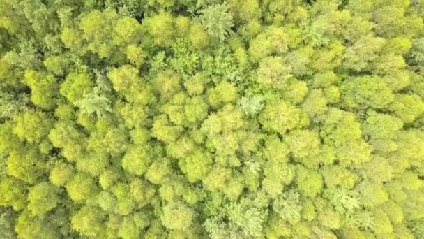 Flygfoto Grön Skog Med Tak Sommarträd Svajande Vinden — Stockvideo