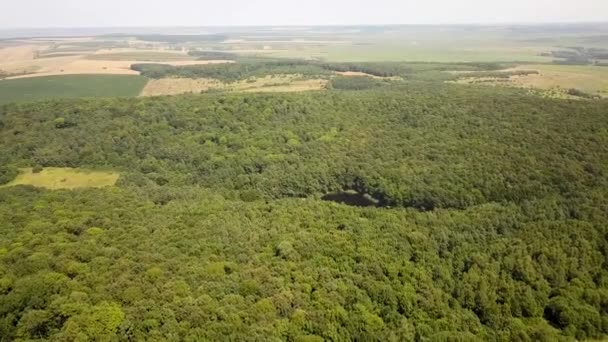 Vista Aérea Pequeno Lago Florestal Meio Florestas Densas Verdes Verão — Vídeo de Stock