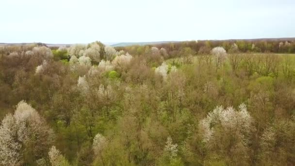 Vue Aérienne Forêt Printanière Avec Des Arbres Blancs Fleurs Dans — Video