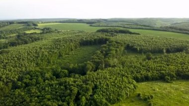 Küresel orman yok etme endüstrisinin sonucu olarak kesilen ağaçlardan oluşan geniş bir alana sahip yeşil yaz ormanlarının yukarıdan görünüşü. Dünya ekolojisi üzerinde zararlı insan etkisi.