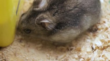 Küçük gri keş hamster fareleri sarı kafeste..