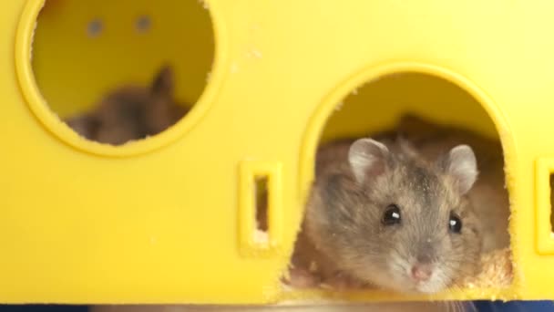 Małe Szare Szczury Chomika Żółtej Klatce Domowej — Wideo stockowe