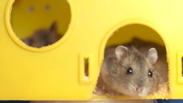 Pequenos Ratos Hamster Jungar Cinza Gaiola Amarela — Vídeo de Stock