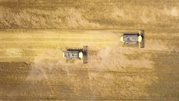 Повітряний Вид Комбайн Збирає Велике Стигле Пшеничне Поле — стокове відео