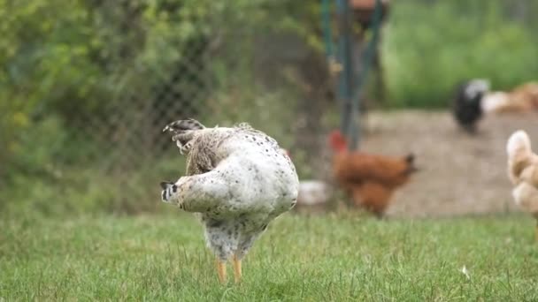 Pollo Doméstico Caminando Sobre Hierba Verde Alimentándose Eco Granja Rural — Vídeo de stock
