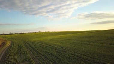 Parlak yeşil tarım tarlasının havadan görünüşü. Gün batımında büyüyen kolza bitkileri ve toprak toprak toprak yol..