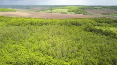 Yaz rüzgarında sallanan yeşil yapraklı orman ağaçlarından gölgeler..