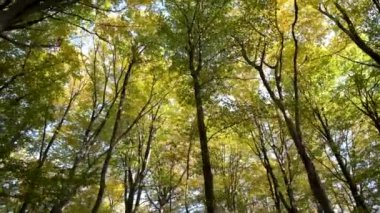 Parlak turuncu ve sarı yapraklı sonbahar ormanı. Güneşli sonbahar havasında sık ağaçlar.