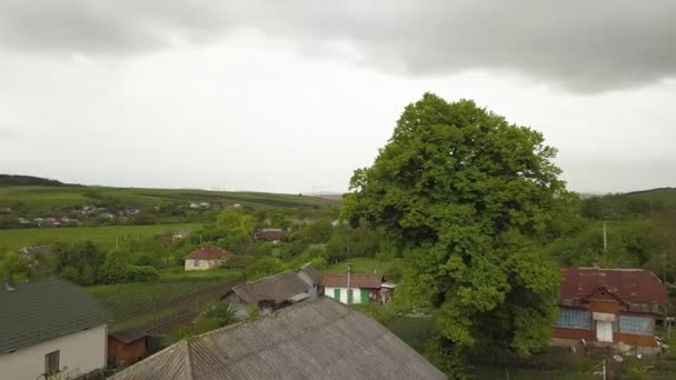 夏に村に自生する大きな緑の木の空中風景 — ストック動画