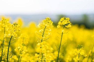 İlkbaharda tarım tarlasında açan sarı kolza tohumu bitkilerinin detaylarını kapat..