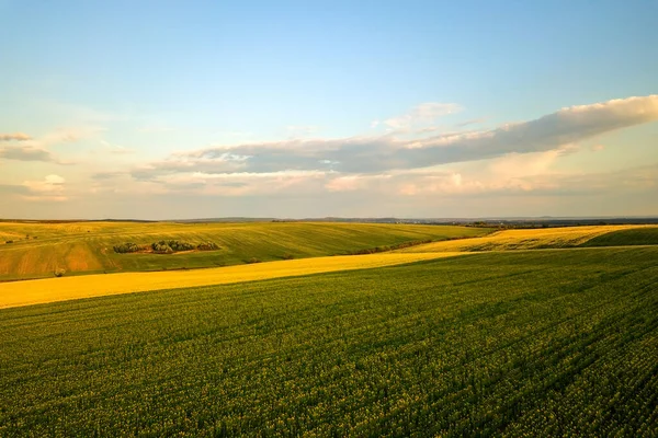 Letecký Pohled Jasně Zelené Pole Zemědělské Farmy Rostoucí Řepkové Rostliny — Stock fotografie