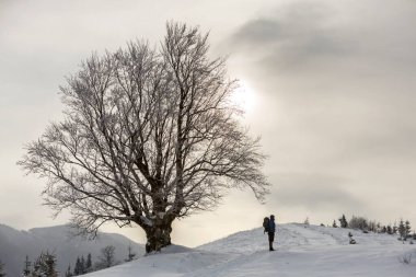 Sırt çantasıyla turist yürüyüşçüleri beyaz, temiz karlı arka planda ağaçlar ve bulutlu gökyüzü..